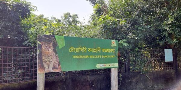 উজাড় হচ্ছে বন, দিশেহারা প্রাণী